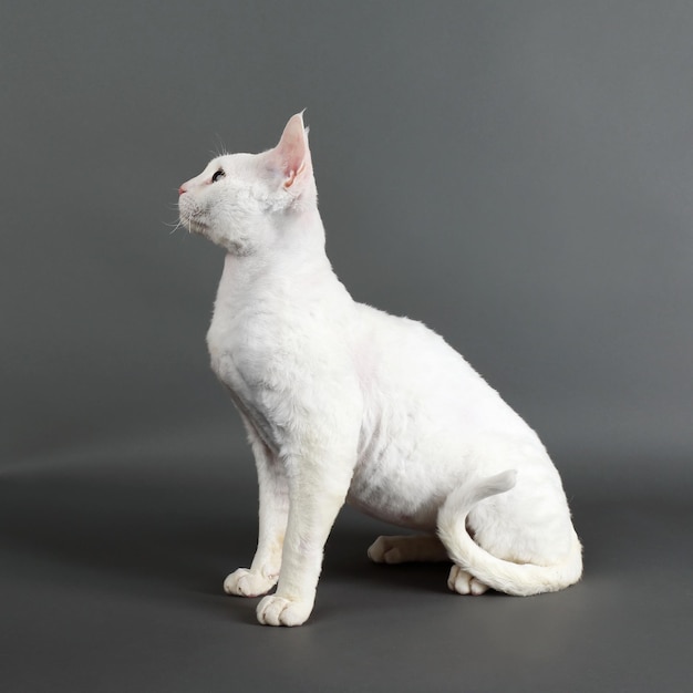 Hermoso gato blanco sobre fondo gris