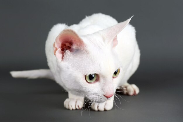 Hermoso gato blanco sobre fondo gris