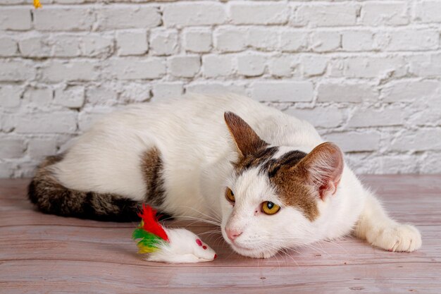 hermoso gato blanco yace con juguetes de cerca en un fondo de pared de ladrillo