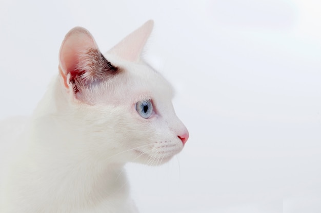 Hermoso gato blanco