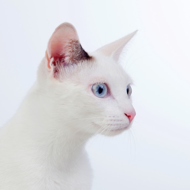 Hermoso gato blanco