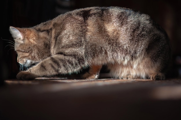 Hermoso gato bobtail Piel de gato a rayas Hermoso patrón en lana Mascota con pedigrí