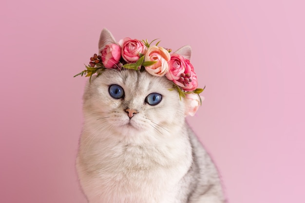 Hermoso gato británico blanco con una corona de flores en una pared rosa