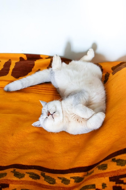 Un hermoso gato británico de pelo corto plateado duerme en una posición graciosa