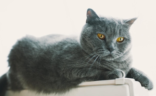 Hermoso gato británico de pelo corto se sienta en una ventana en la habitación de la casa