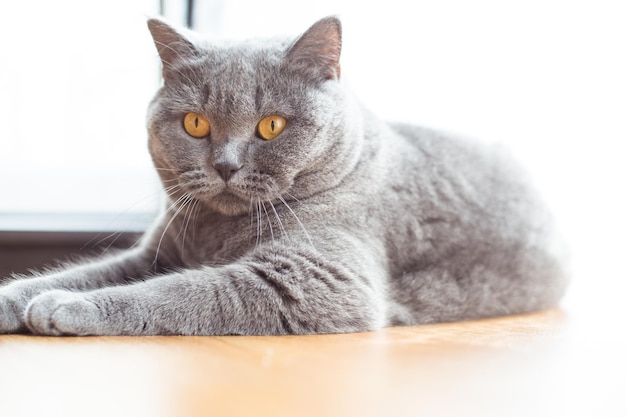 Hermoso gato británico de pelo corto tirado en el suelo descansando