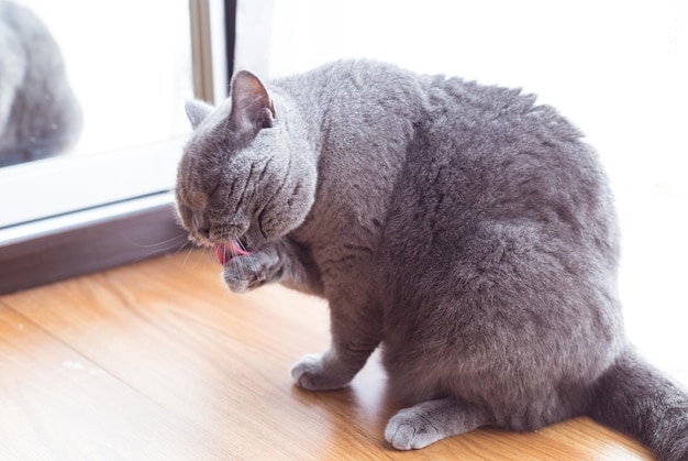 Hermoso gato británico de pelo corto tirado en el suelo descansando