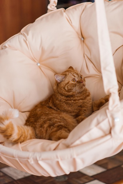 Hermoso gato británico de rayas rojas con ojos sorprendidos yace en una silla colgante en casa