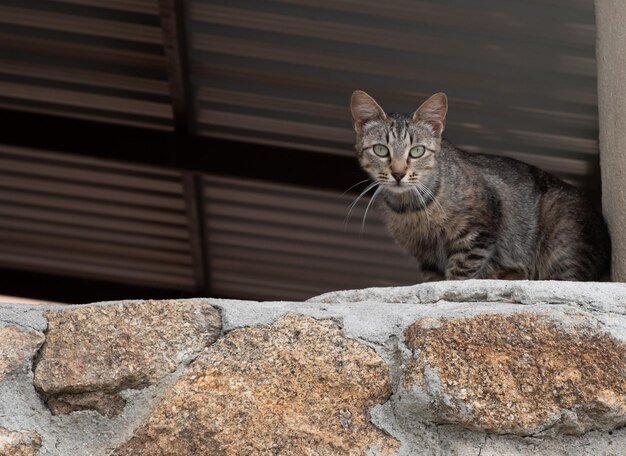 Hermoso gato callejero camina por un parque mirando a la cámara.