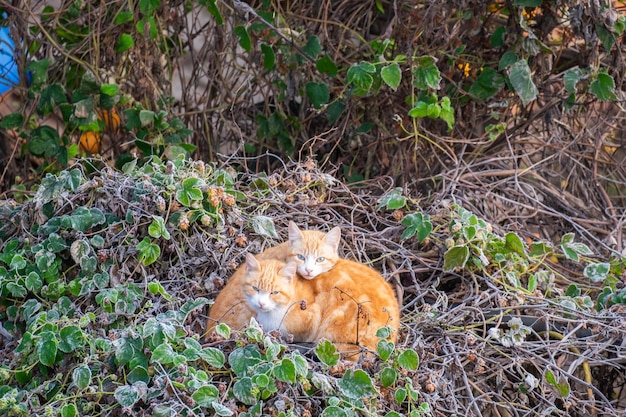 Un hermoso gato callejero descansa sobre una pared mirando a la cámara