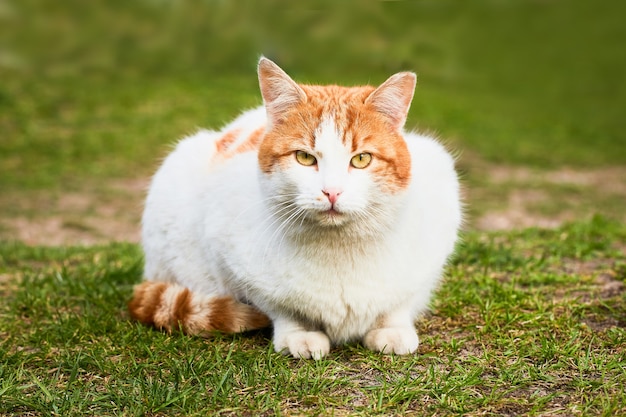 Un hermoso gato callejero de jengibre se sienta en la hierba verde y mira a la cámara el enfoque selectivo