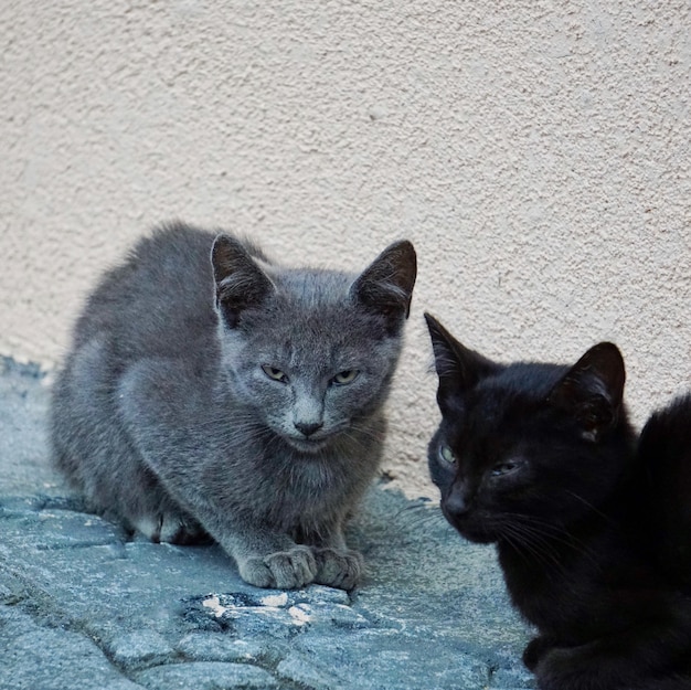 hermoso gato callejero negro en la calle