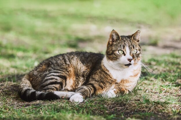 Un hermoso gato callejero tendido en la hierba verde y mira y mira hacia un lado