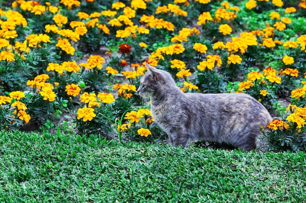 Hermoso gato y cama de flores.