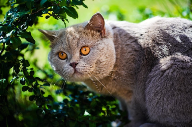 Hermoso gato caminando en el jardín en verano