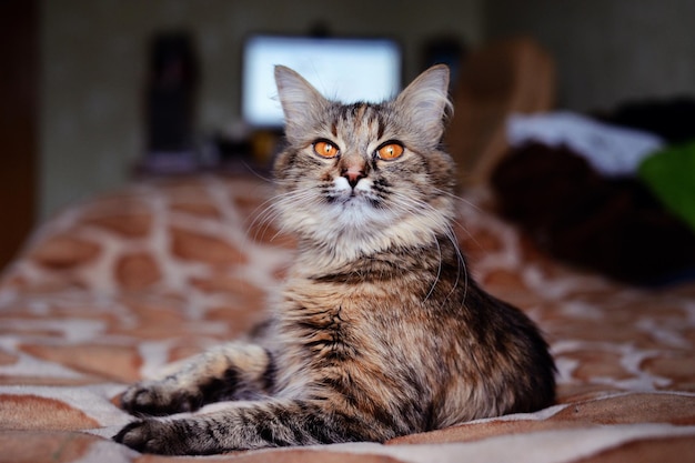 Hermoso gato en casa Ojos verdes