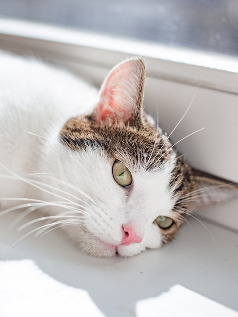 Hermoso gato casero acostado en el alféizar de la ventana, lugar para texto, rayos de sol