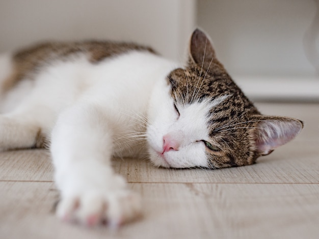 Hermoso gato casero tirado en el suelo, lugar para texto, una pata hacia adelante