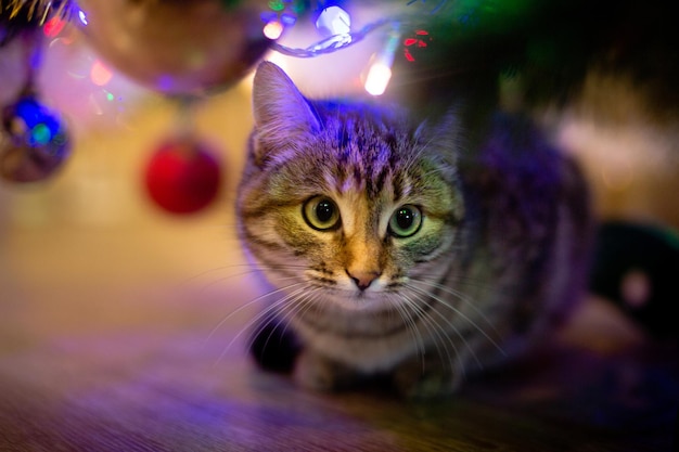 hermoso gato cerca del árbol de año nuevo