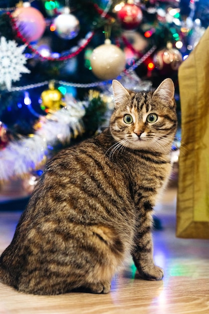 hermoso gato cerca del árbol de año nuevo