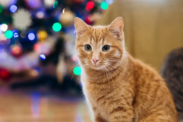 hermoso gato cerca del árbol de año nuevo