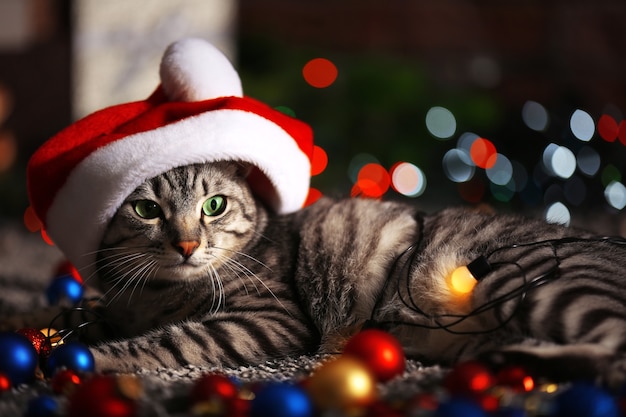 Hermoso gato cerca del árbol de Navidad con decoración