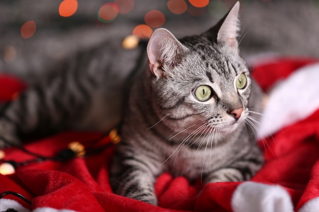 Hermoso gato cerca del árbol de Navidad con decoración