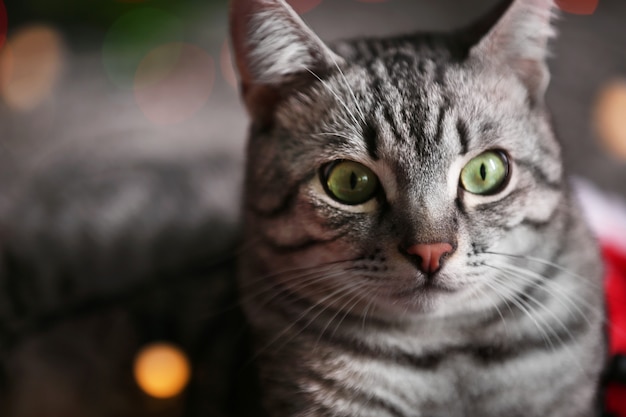 Hermoso gato cerca del árbol de Navidad con decoración