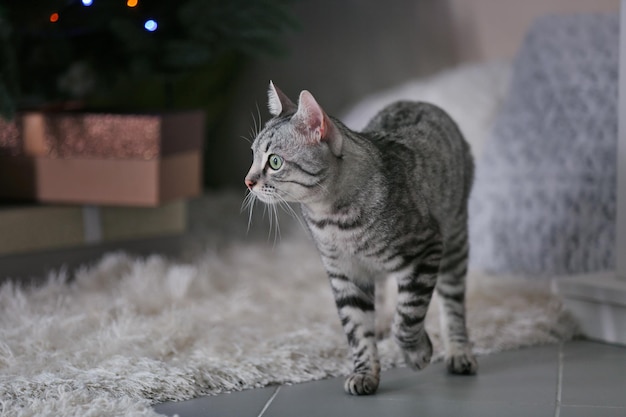 Hermoso gato cerca del árbol de Navidad con decoración