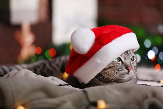 Hermoso gato cerca del árbol de Navidad con decoración