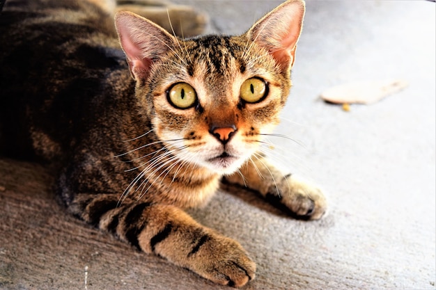 Foto hermoso gato de cerca