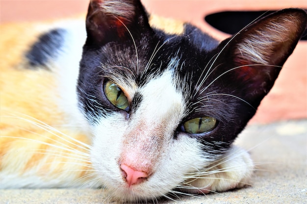 Foto hermoso gato de cerca