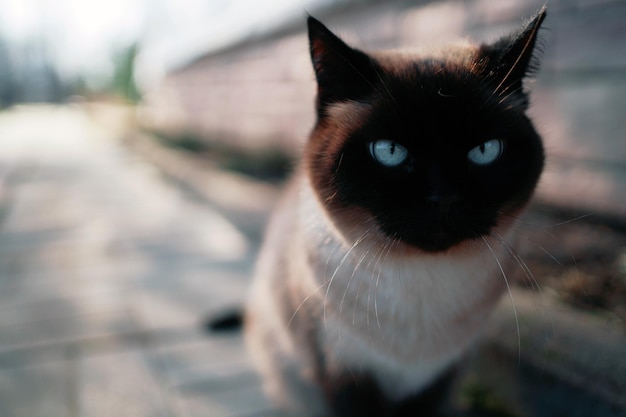 Un hermoso gato de color blanco y ojos azules camina por la ciudad en la calle Copiar espacio