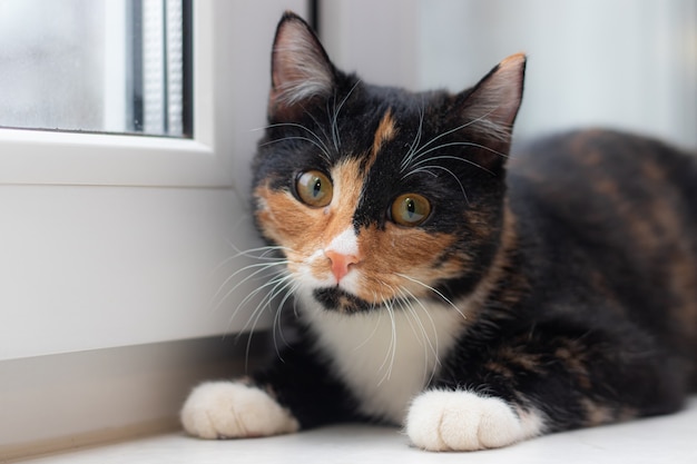 Hermoso gato de color sentado en el alféizar de una ventana y mirando a la ventana.