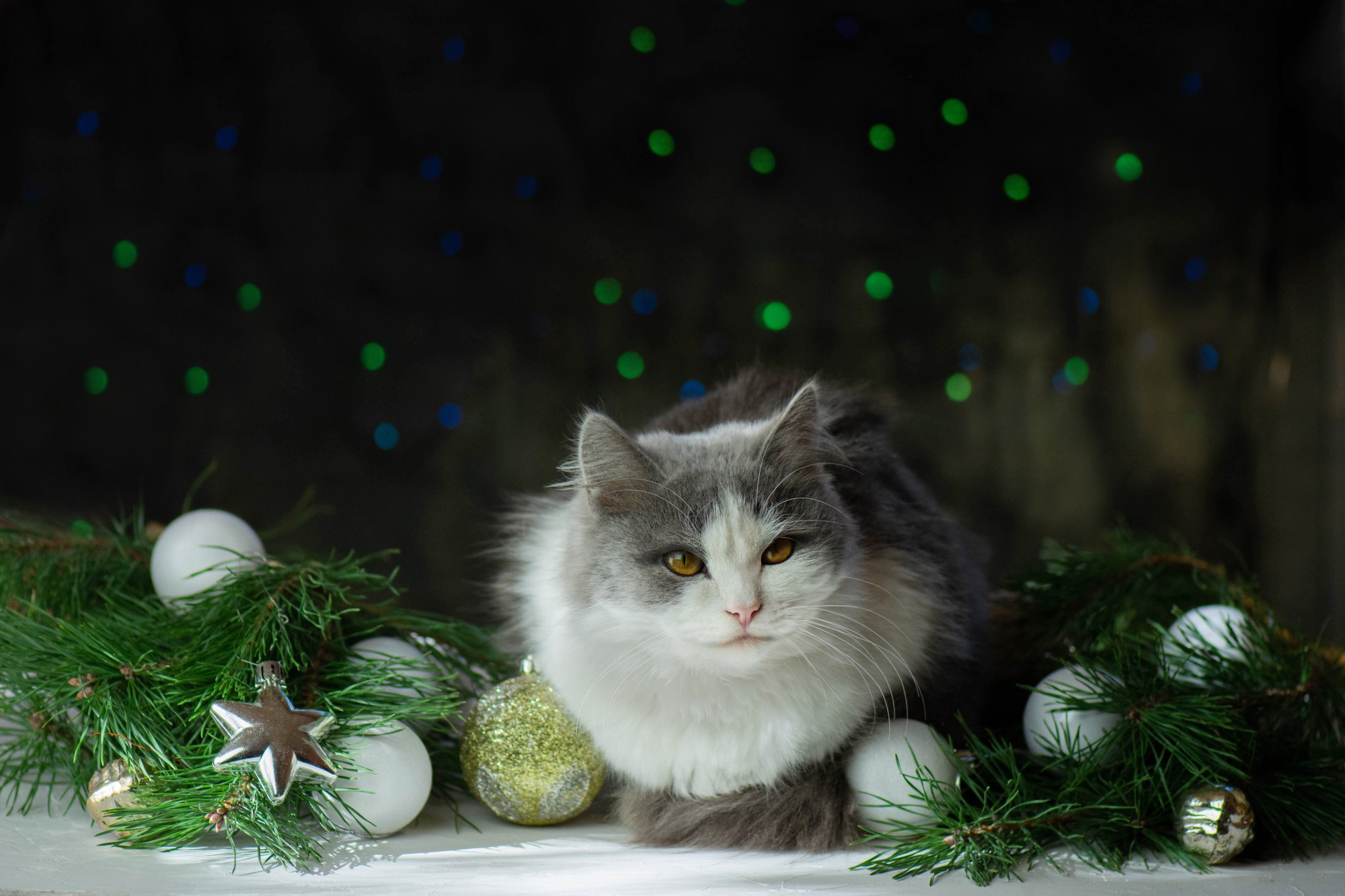 Hermoso gato debajo de un árbol de Navidad