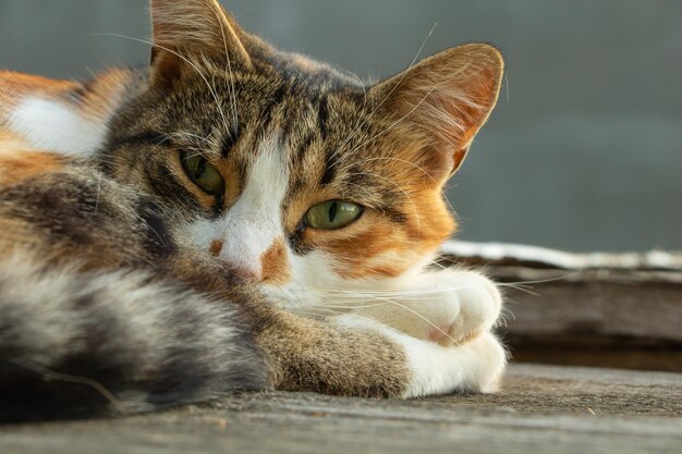 Hermoso gato despertó después de dormir Gato de tres colores