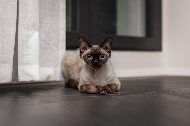 Hermoso gato Devon Rex en casa