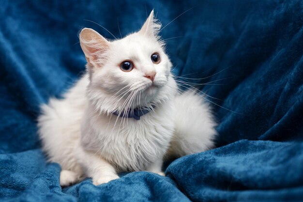 Hermoso gato doméstico blanco mira hacia otro lado sobre un fondo azul.