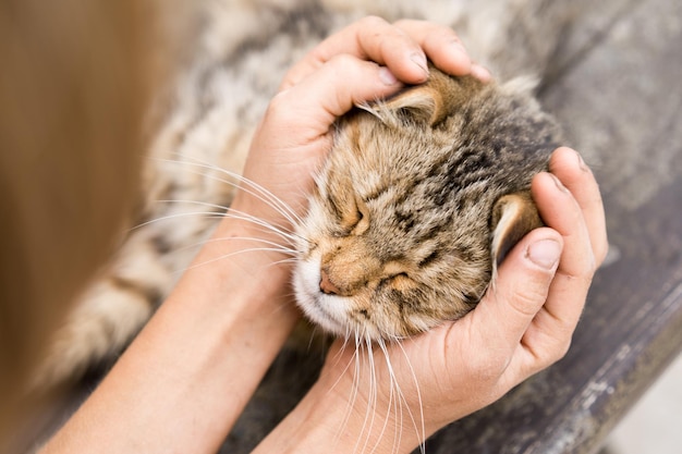 Foto hermoso gato doméstico en manos humanas lindo gato animal salvaje de la familia de los gatos