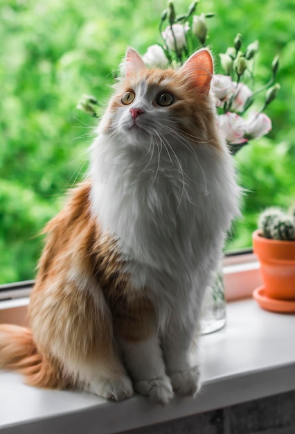 Hermoso gato doméstico rojo sentado en la ventana contra el fondo de un jardín de verano