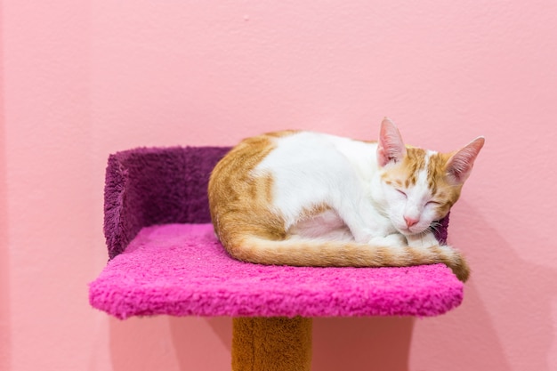 Un hermoso gato durmiendo en la cama