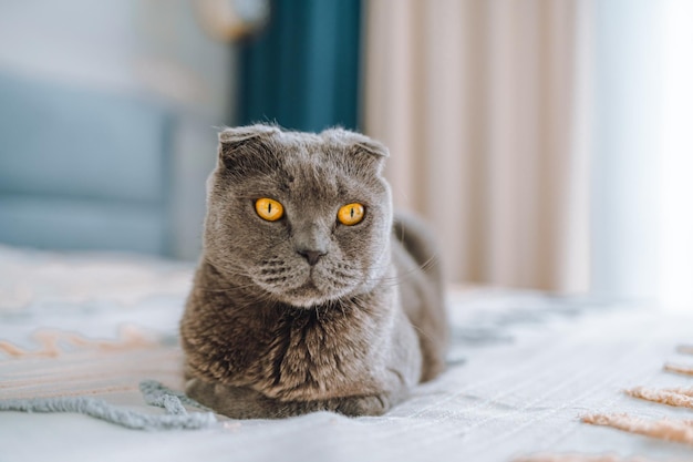 Hermoso gato escocés gris en la cama del dormitorio