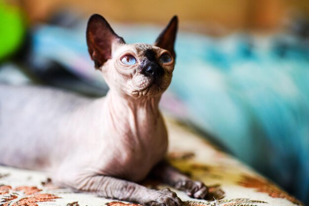 Un hermoso gato esfinge gris