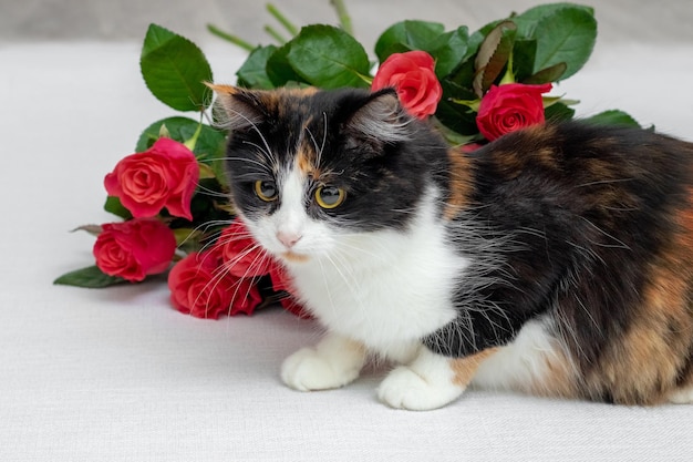 Hermoso gato esponjoso cerca de un ramo de rosas rojas Felicitaciones por las vacaciones