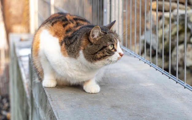 Un hermoso gato está al acecho con cuidado la reacción del gato a un perro