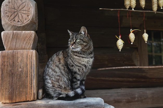 Un hermoso gato está sentado cerca de una casa de madera.