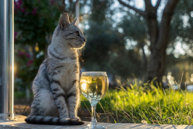 Un hermoso gato está sentado cerca de un vaso con vino blanco en la naturaleza.