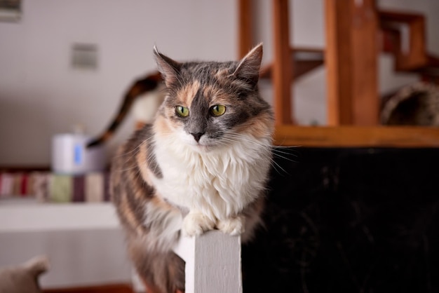 Hermoso gato está sentado en la superficie