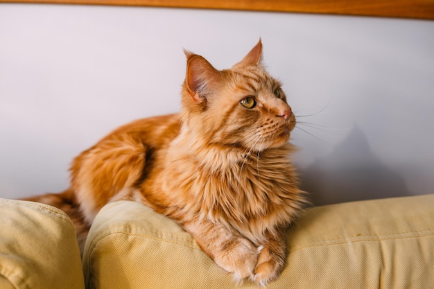 hermoso gato grande rojo maine coon se sienta en casa