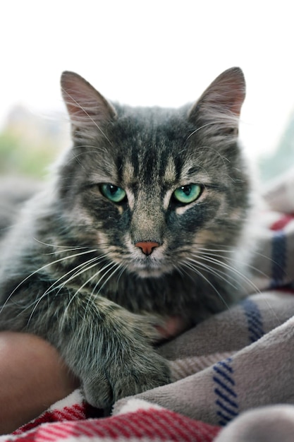 Hermoso gato gris acostado en una manta cerca de la ventana de cerca